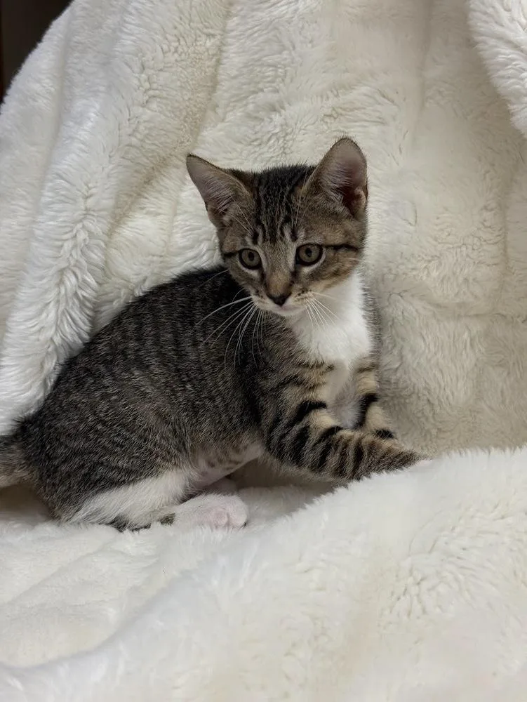 A baby small-sized female Domestic Short Hair cat named Masala for adoption in Fremont, CA