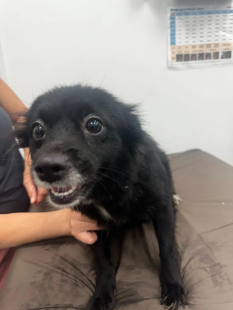 A young medium-sized female Pomeranian dog named Susie for adoption in Cambridge, MD