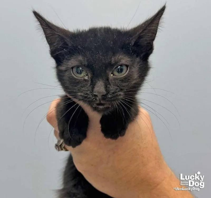 A baby medium-sized female Black Domestic Short Hair cat named Lavender for adoption in Washington, DC