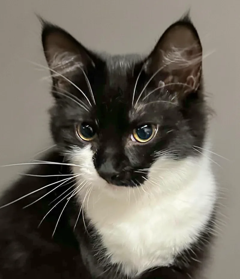 A baby small-sized female Tuxedo cat named Rosemary for adoption in Attleboro, MA