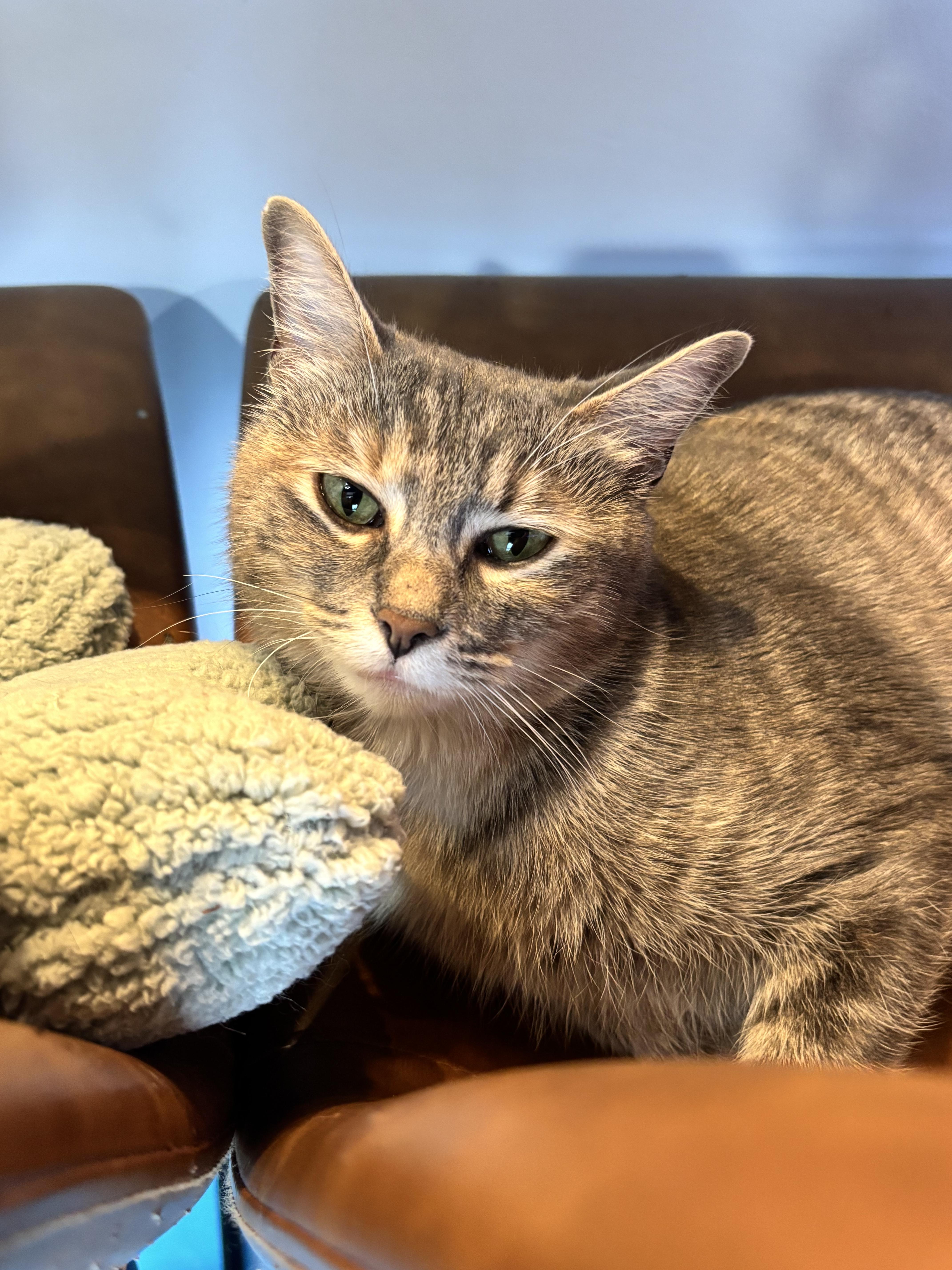An adult medium-sized female American Shorthair cat named Grace for adoption in Liverpool, TX