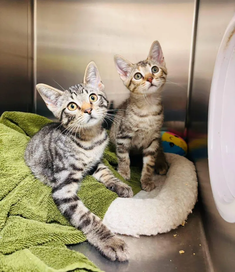 A baby medium-sized male Tabby (Buff / Tan / Fawn) Domestic Short Hair cat named Clyde for adoption in Collierville, TN