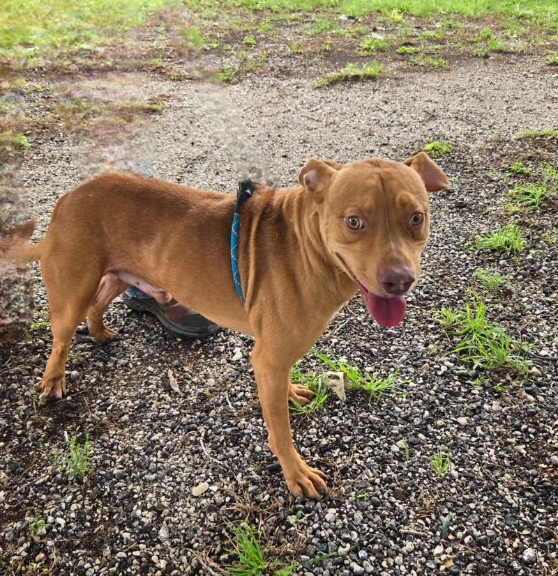 A young large-sized male American Staffordshire Terrier dog named Luke Duke for adoption in Junction, TX