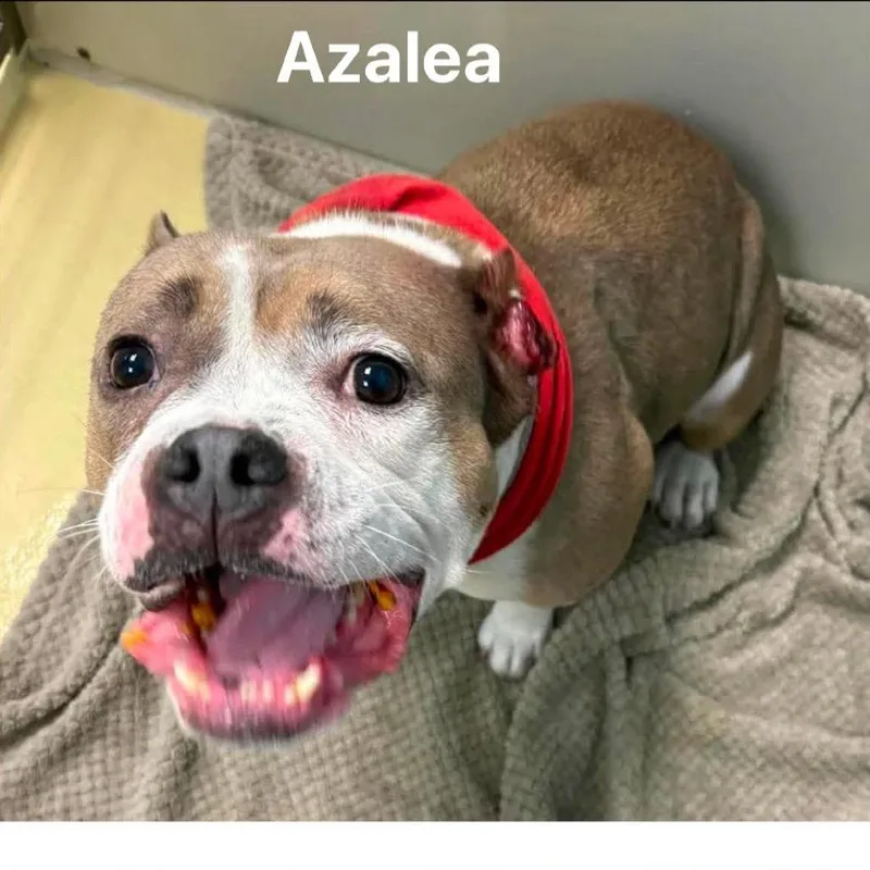 An adult medium-sized female Yellow / Tan / Blond / Fawn Pit Bull Terrier dog named Azalea for adoption in Spring Hill, KS