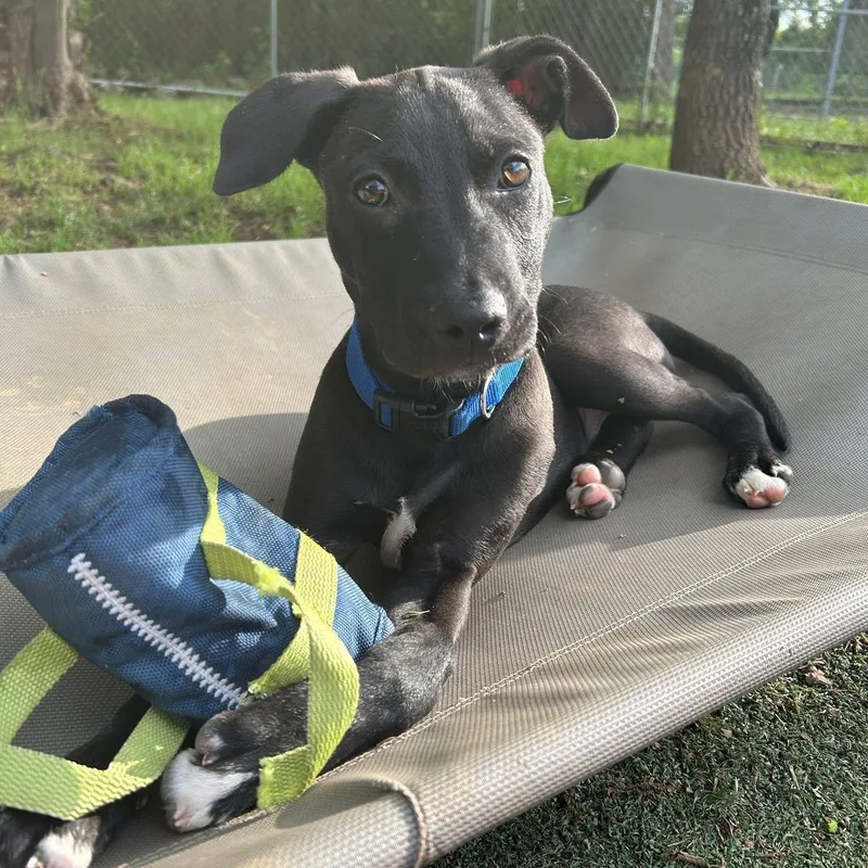 A baby medium-sized female Black American Staffordshire Terrier dog named Seely for adoption in Cumberland, RI