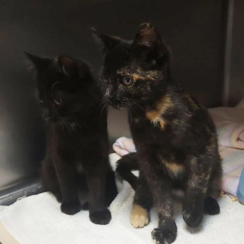 A baby medium-sized female Black Domestic Short Hair cat named Choco Taco for adoption in Plover, WI