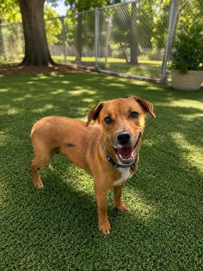 A baby medium-sized female Mixed Breed dog named Gaga for adoption in Savannah, GA