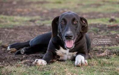 A young medium-sized male Black Doberman Pinscher dog named Dobi for adoption in Liverpool, TX