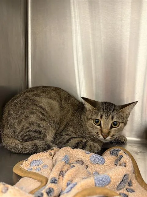 A young small-sized female Domestic Short Hair cat named Selena for adoption in Indianapolis, IN
