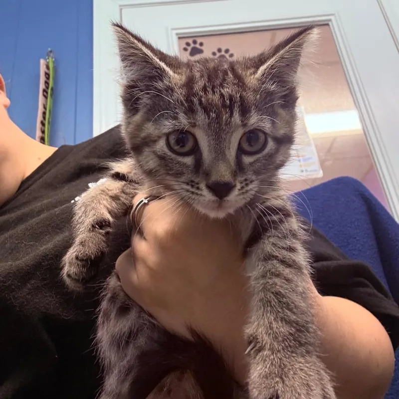 A baby large-sized female Domestic Short Hair cat named Rumi for adoption in Utica, MI