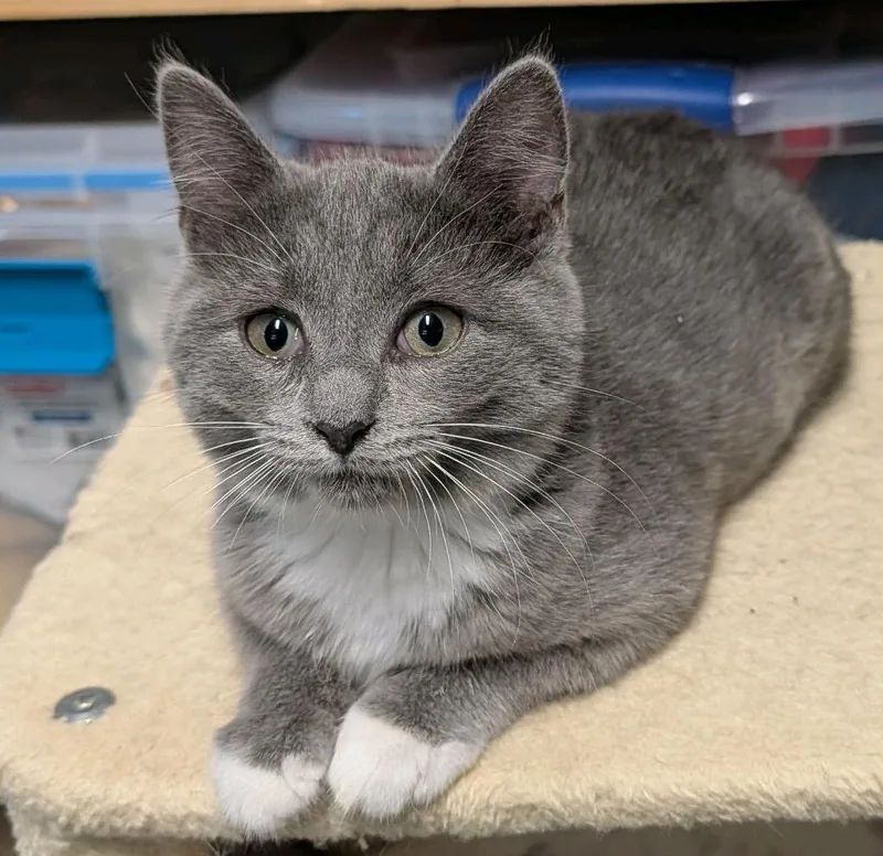 A baby medium-sized female Domestic Short Hair cat named Barrett for adoption in Johnson City, TN