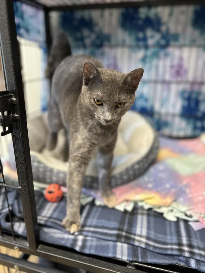 A young small-sized female Dilute Tortoiseshell Domestic Short Hair cat named Forklift for adoption in Myerstown, PA