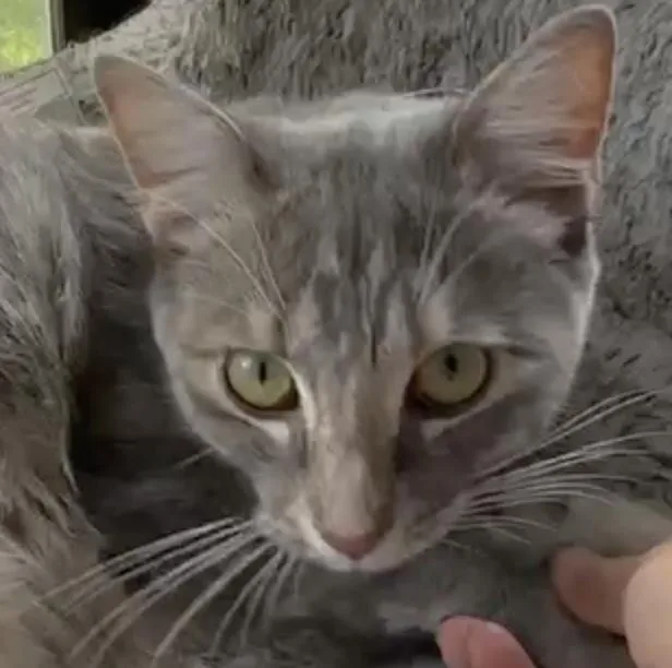 An adult medium-sized female Dilute Calico Domestic Short Hair cat named Zoe for adoption in Palm Coast, FL