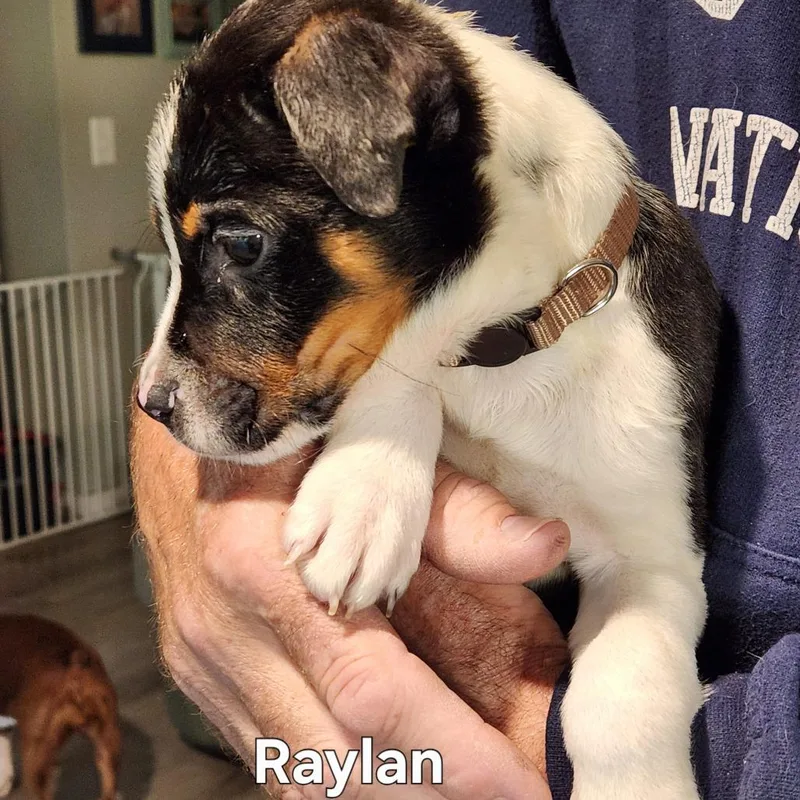 Raylan