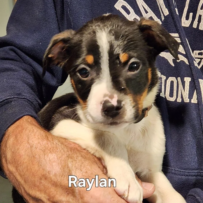 Raylan thumbnail 2