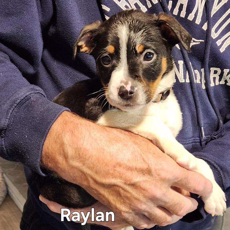 Raylan thumbnail 3