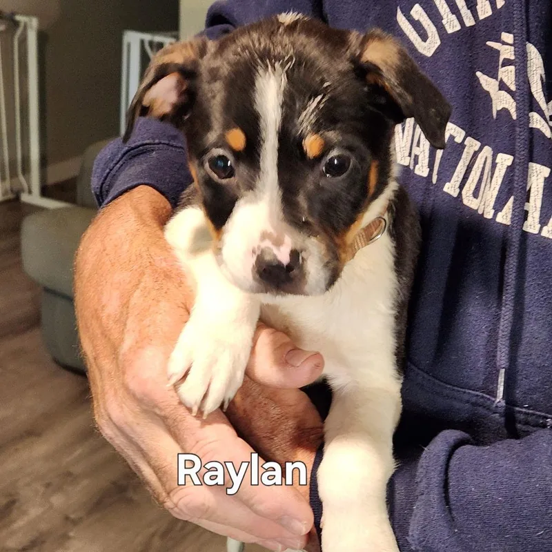 Raylan thumbnail 4