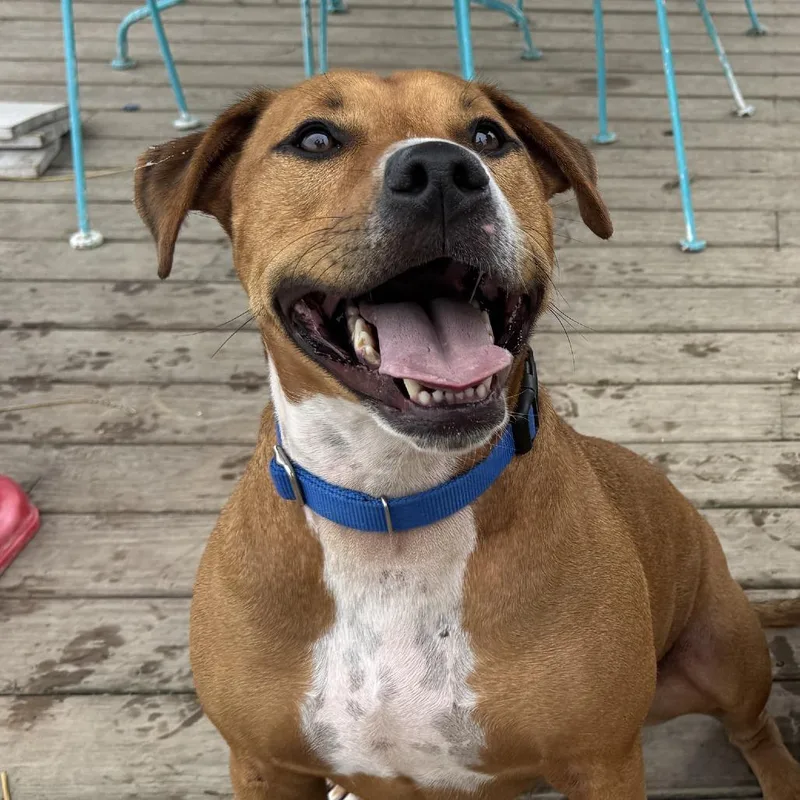 An adult medium-sized male Mixed Breed dog named Tom for adoption in Washington Township, OH
