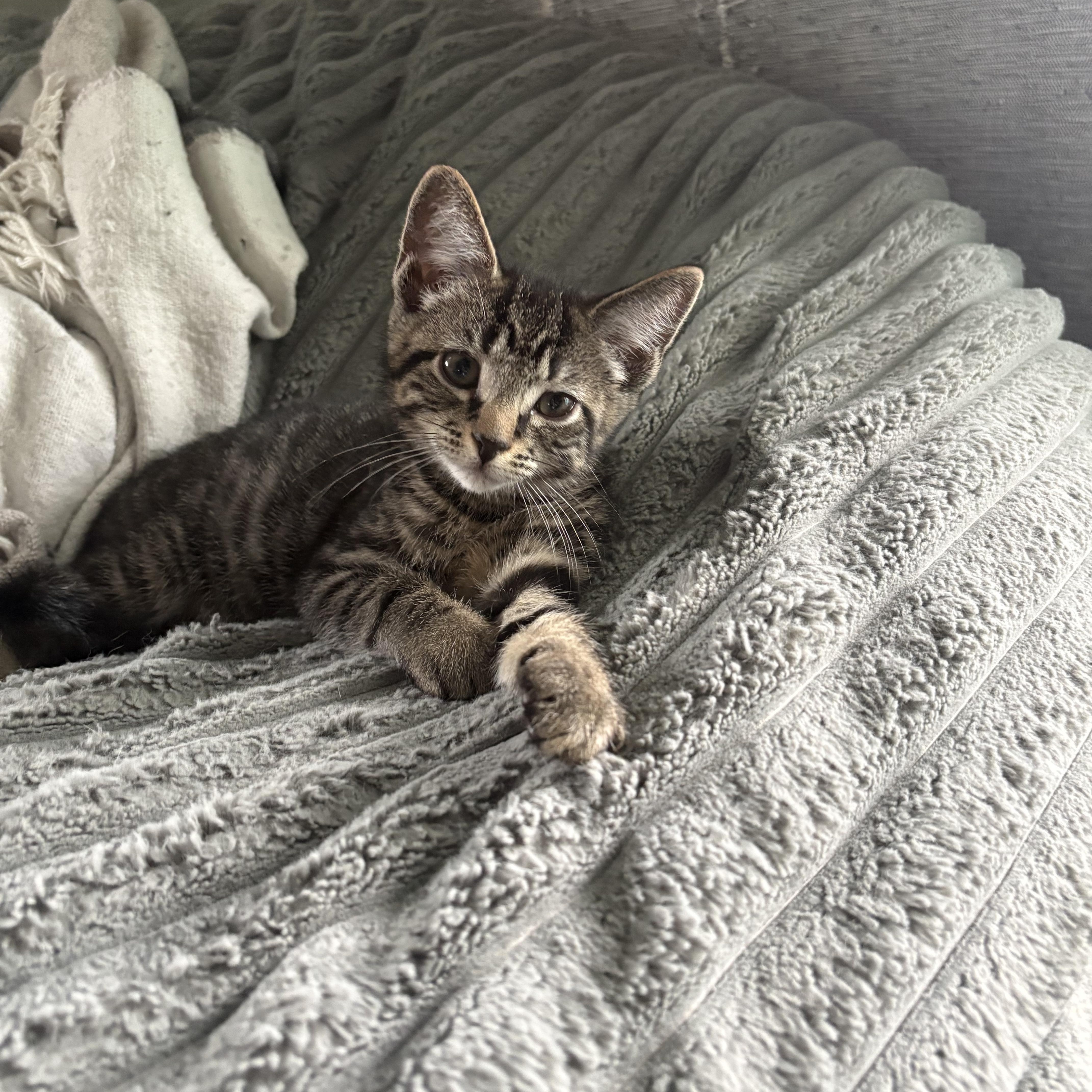 A baby small-sized male Domestic Short Hair cat named Mcllroy for adoption in Warminster, PA