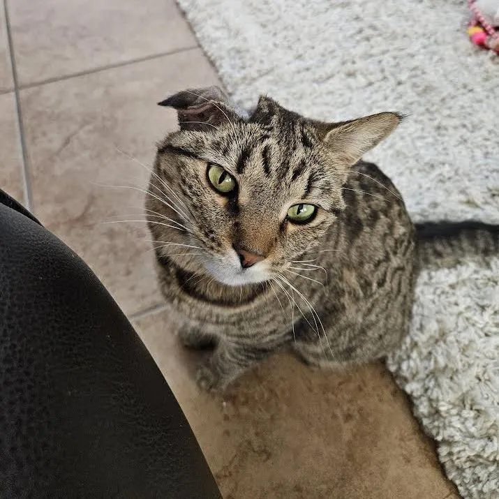 An adult small-sized female Brown / Chocolate Domestic Short Hair cat named Chiclet for adoption in Las Vegas, NV