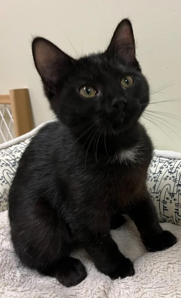 A baby small-sized female Domestic Medium Hair cat named Splash for adoption in Fremont, OH