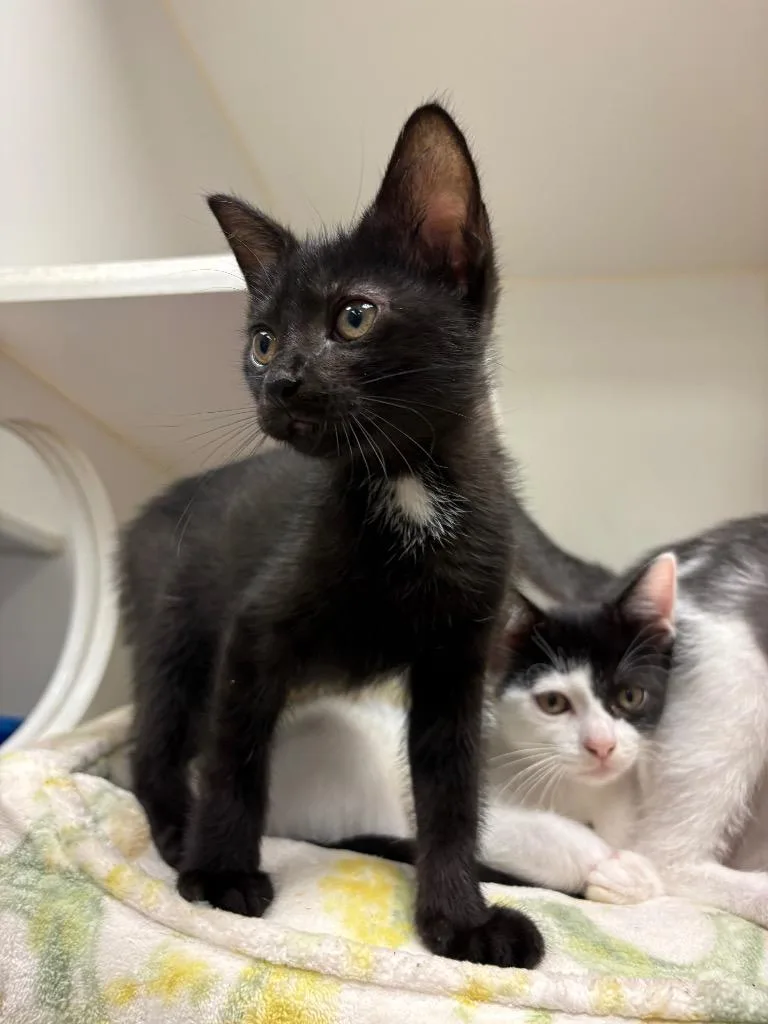 A baby small-sized female Domestic Short Hair cat named Lucy for adoption in Johnson City, TN