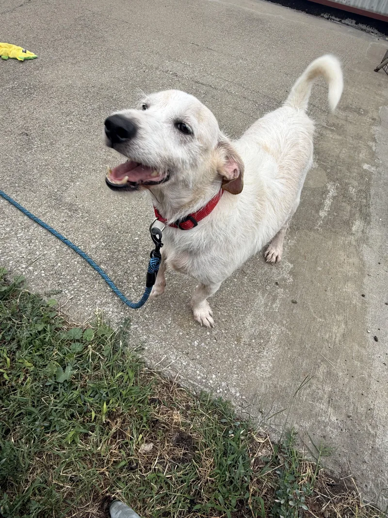 An adult medium-sized male White / Cream Terrier dog named Odie for adoption in Lexington, KY