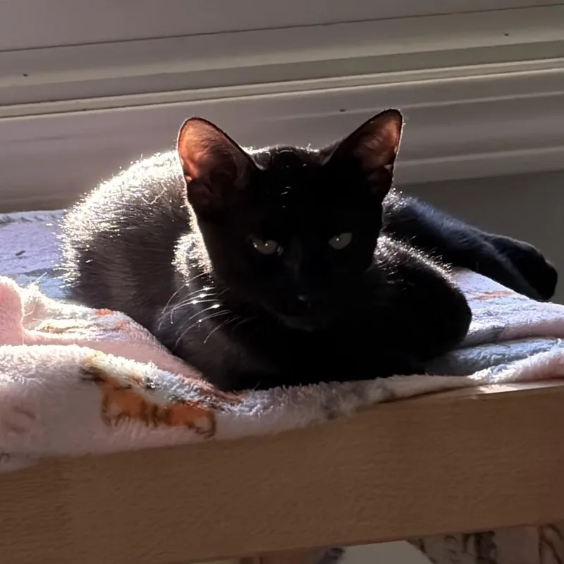 A baby small-sized male Black Domestic Short Hair cat named Ronnie for adoption in Grand Rapids, MI