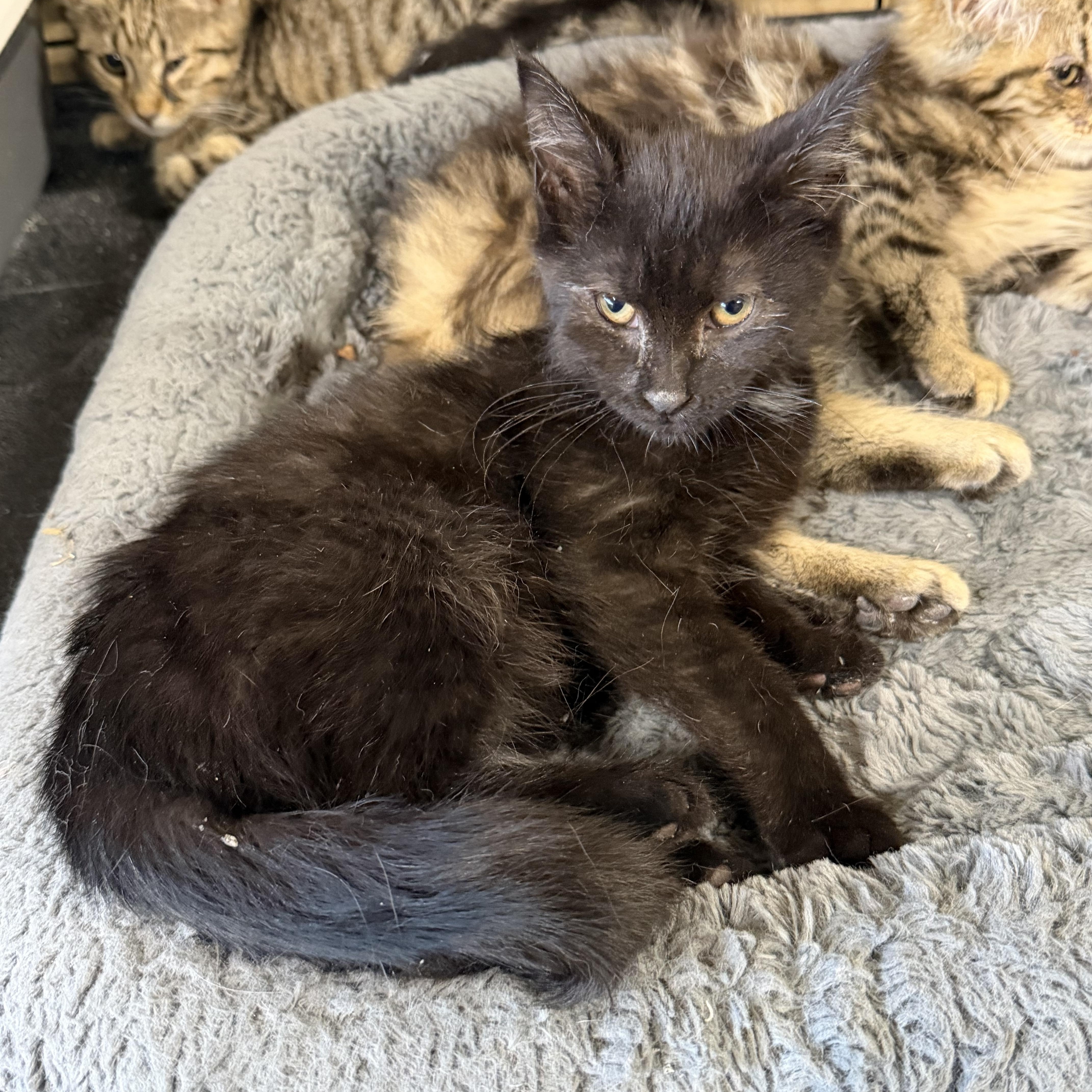 A baby medium-sized male Maine Coon cat named Artemis for adoption in Williamsville, NY