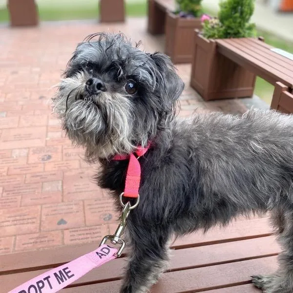 A young small-sized female Black Brussels Griffon dog named Olivia for adoption in Medford, NJ