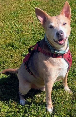 An adult medium-sized male Australian Cattle Dog / Blue Heeler dog named Rusty for adoption in Akron, OH