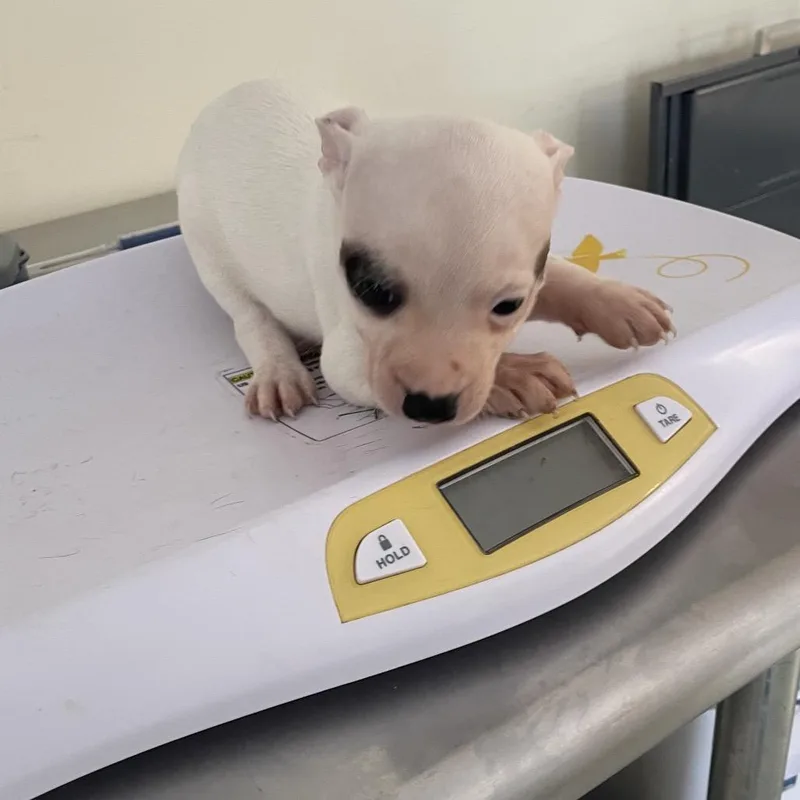 Pup