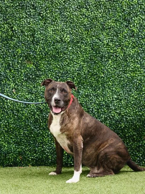 A senior large-sized male Terrier dog named Peanut for adoption in Naples, FL