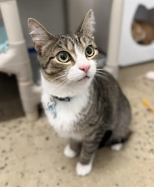 A young medium-sized male Domestic Short Hair cat named Shark for adoption in Leesburg, VA