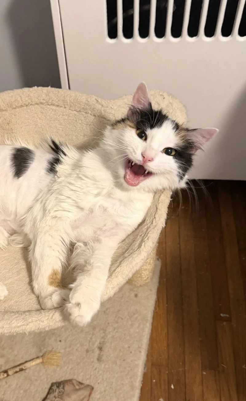 A young medium-sized female Domestic Medium Hair cat named Dolly for adoption in Newtown Square, PA