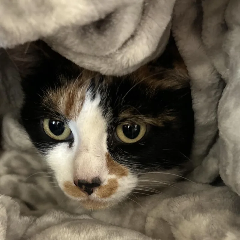 An adult medium-sized female Calico Domestic Short Hair cat named Hidee for adoption in Park City, UT