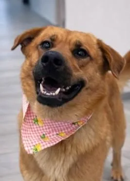 An adult large-sized male Golden Retriever dog named Lumberjack for adoption in Madison, NJ