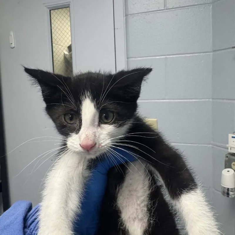 A baby small-sized male White Domestic Short Hair cat named Clem for adoption in Indianapolis, IN
