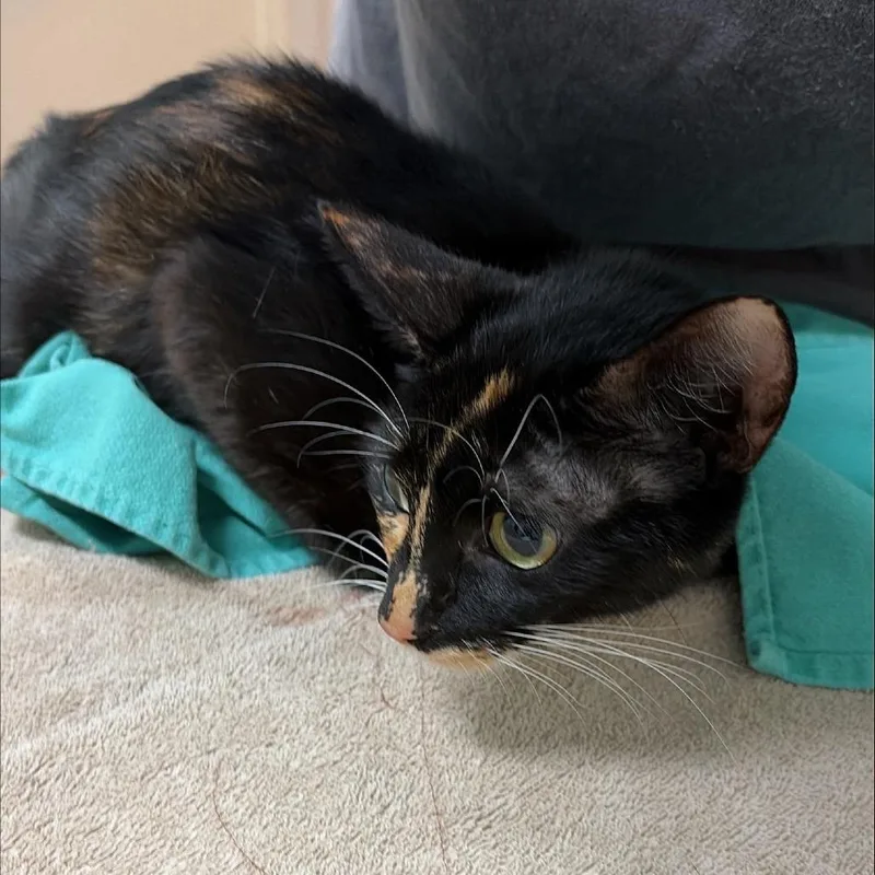 An adult medium-sized female Domestic Short Hair cat named Nova for adoption in Tacoma, WA