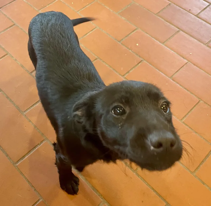 A baby medium-sized male Labrador Retriever dog named Archie for adoption in MORAVIAN FALLS, NC