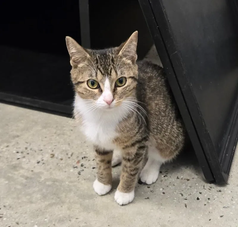 A young medium-sized female Tabby (Brown / Chocolate) Tabby cat named Wendy for adoption in New Rochelle, NY