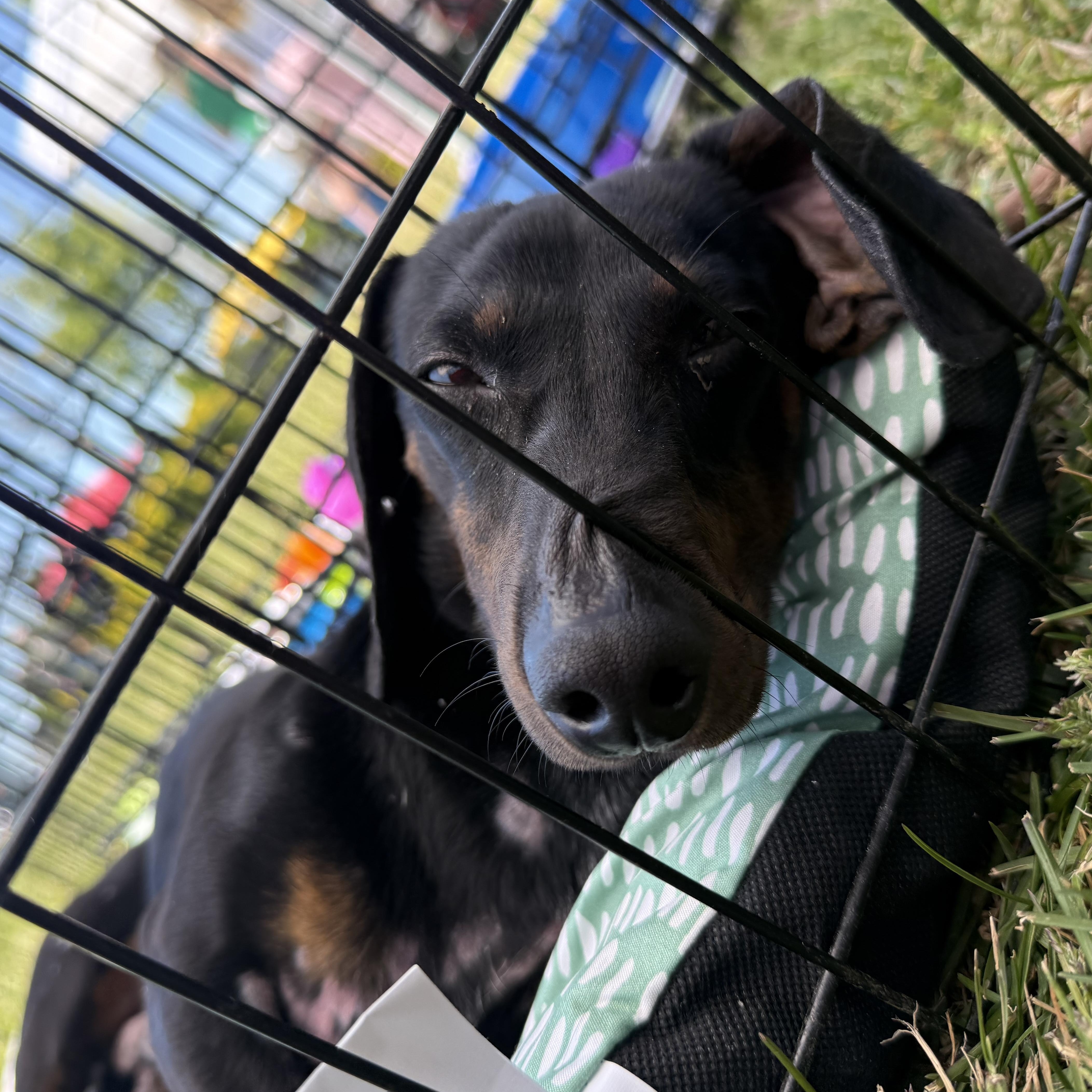 A young small-sized male Black Miniature Dachshund dog named Wasabi for adoption in Mullica Hill, NJ
