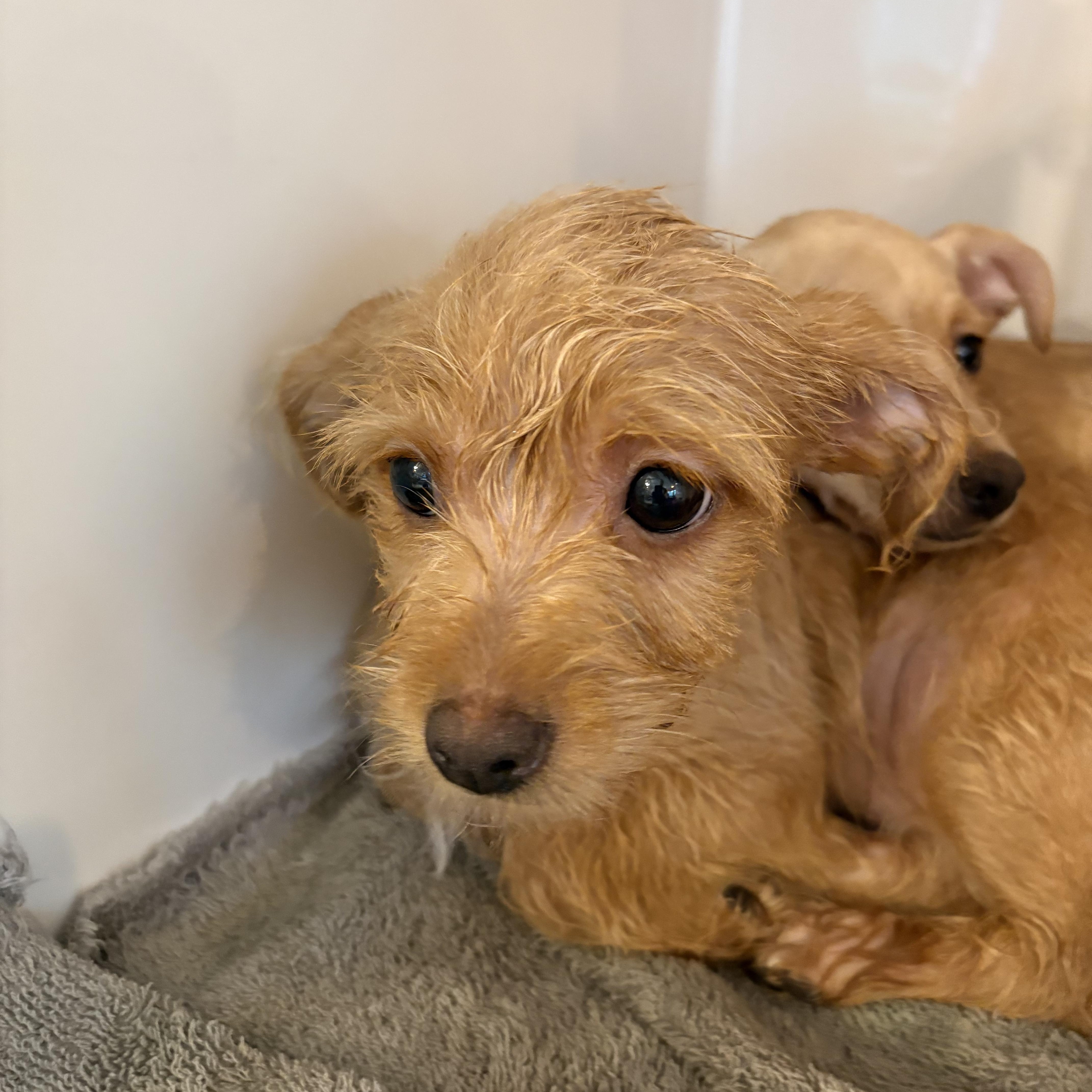 A baby small-sized male Yellow / Tan / Blond / Fawn Chiweenie dog named Caraway Cinnamon for adoption in Oklahoma City, OK