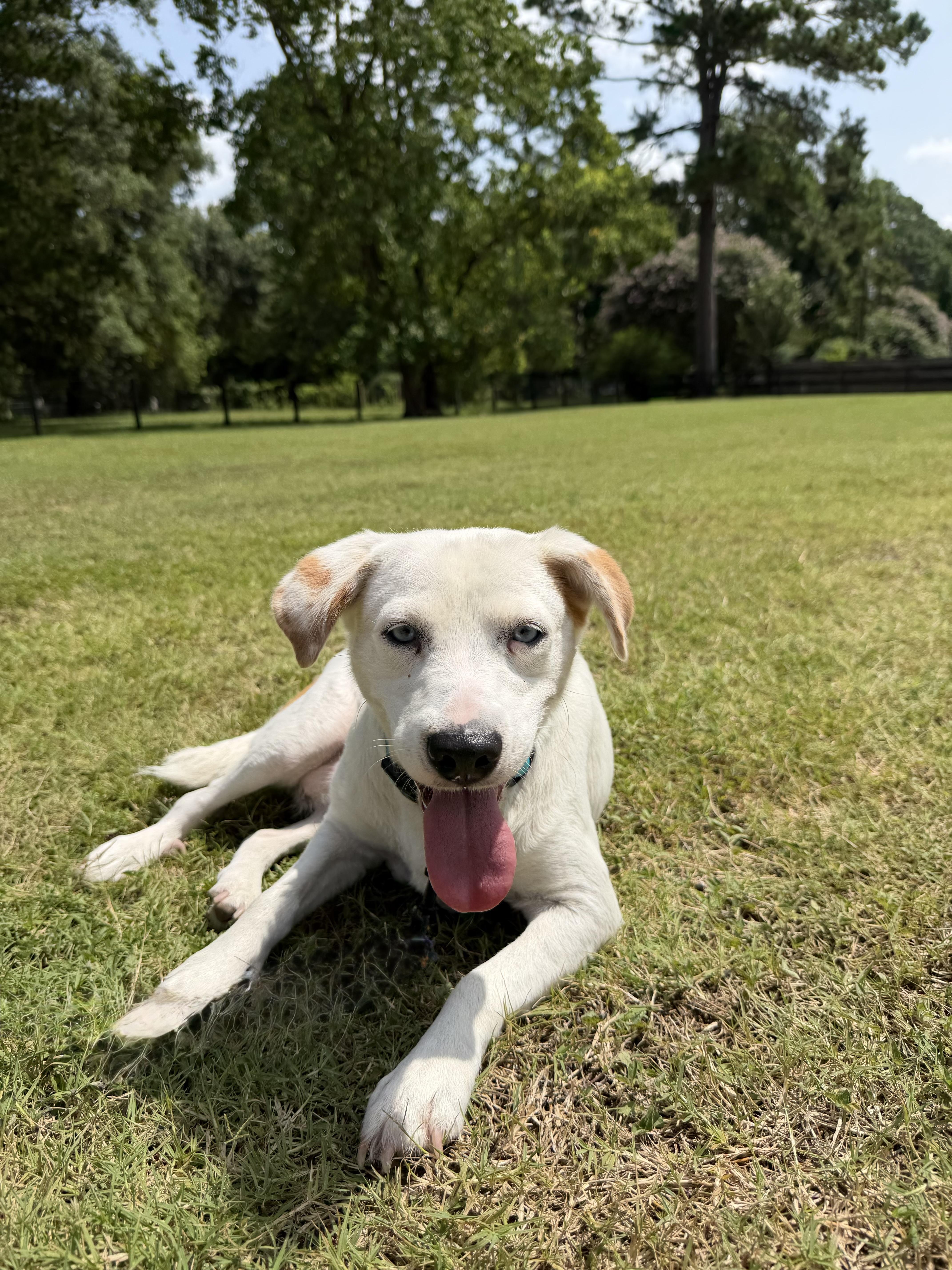 An adult medium-sized female White / Cream Labrador Retriever dog named Barbie for adoption in TOMBALL, TX