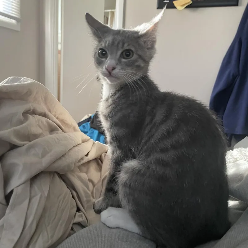 An adult small-sized male Gray / Blue / Silver Domestic Short Hair cat named Sven for adoption in Abingdon, MD