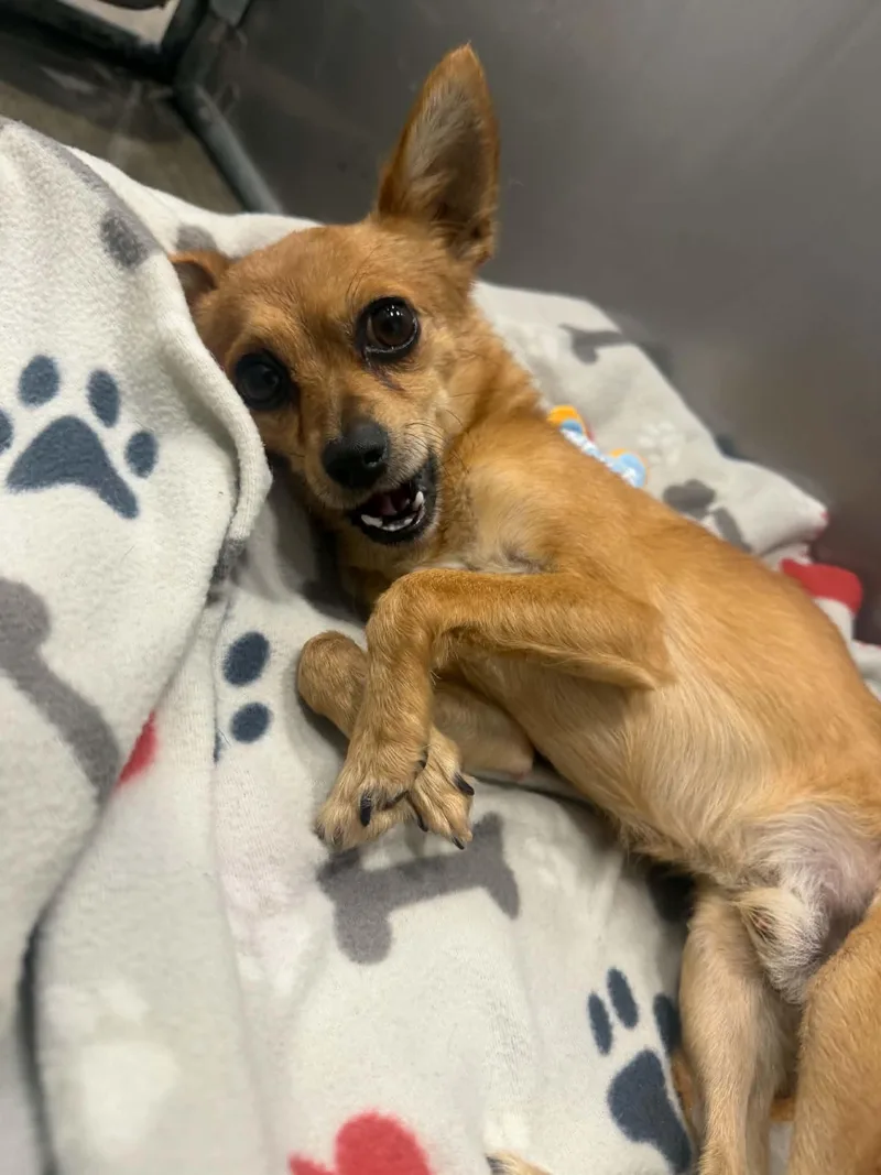 A baby small-sized male Chihuahua dog named Mild Cheddar for adoption in Kalamazoo, MI