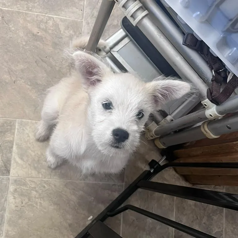 A baby medium-sized female White / Cream Mixed Breed dog named BjorkCCCAS for adoption in San Pablo, CA