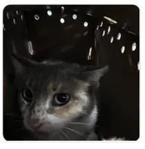 An adult medium-sized female Domestic Short Hair cat named Purrseus for adoption in West Chester, PA