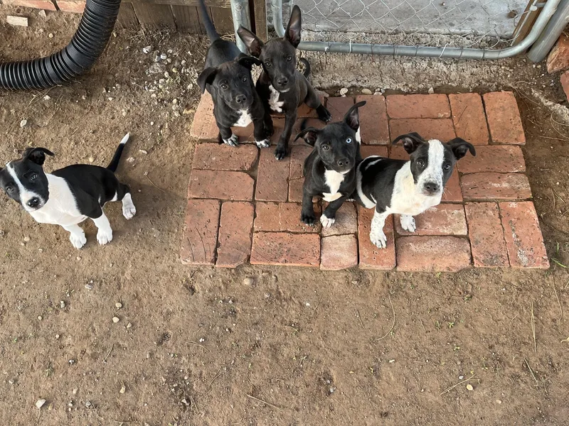 A baby medium-sized female Pit Bull Terrier dog named Momma And Puppies for adoption in Dripping Springs, TX