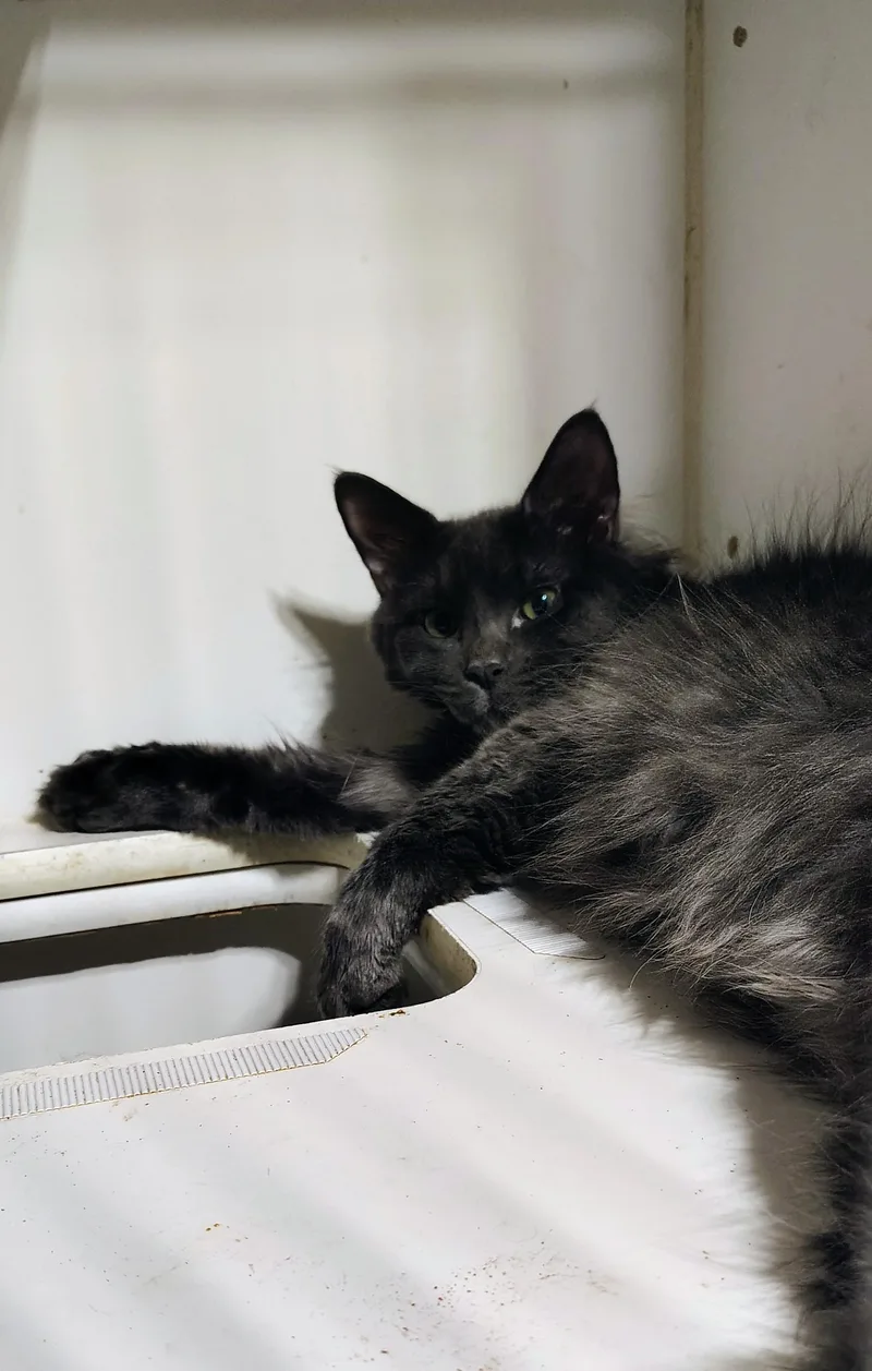 A young medium-sized male Gray / Blue / Silver Domestic Medium Hair cat named Bear for adoption in Waterford, CT